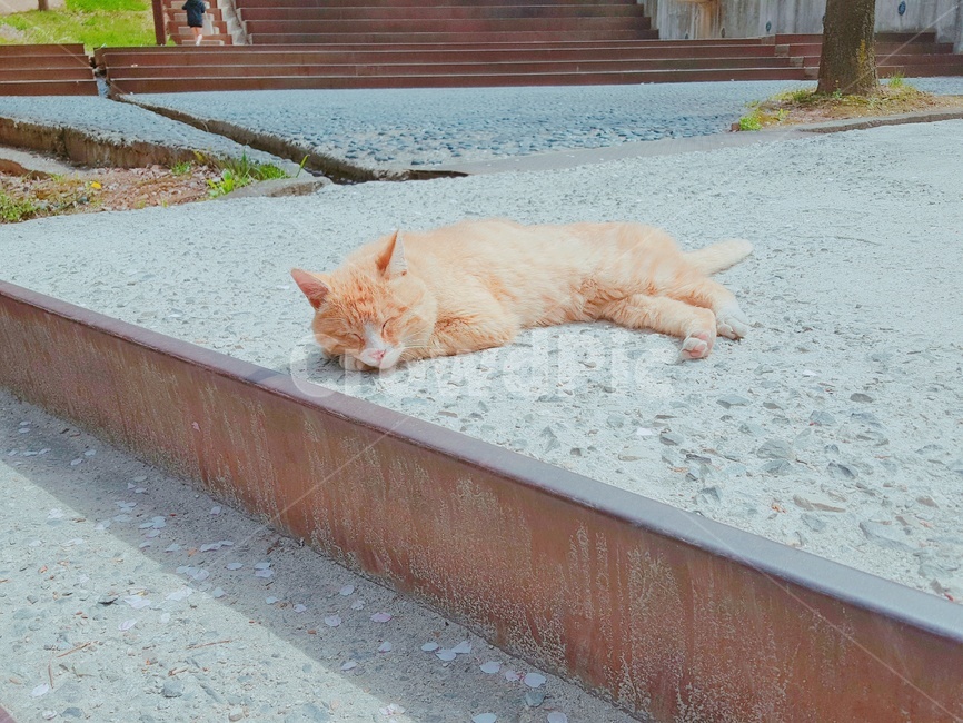 고양이,길고양이,낮잠,봄,동물,길바닥,길냥이,생명,휴식,여유,계단,cat,animal,나른함,오후