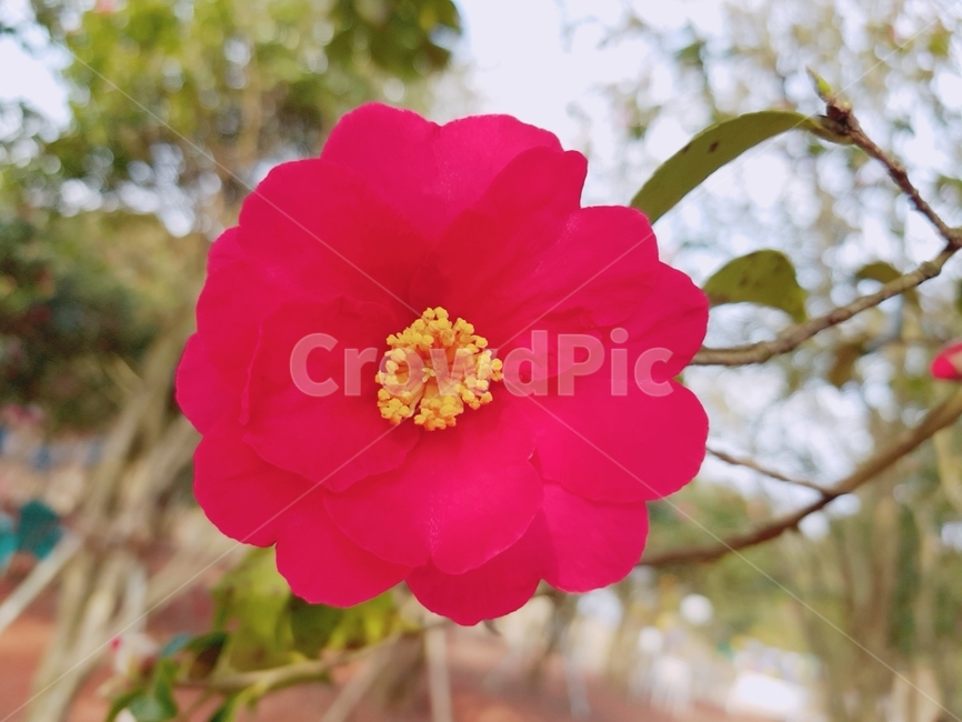 동백,동백꽃,꽃,겨울꽃,동백나무,식물,자연,plants,nature,꽃,flower