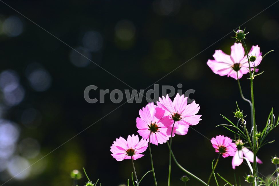 코스모스,보케,감성,분위기,가을꽃,꽃,가을분위기,cosmos,flowers,autumn,fall,빛,투명한,핑크색,pink,가을느낌,계절,시즌,9월,10월,원형,bokeh,빛망울,접사,마크로,클로즈업,macro,closeup,feeling,emotion,sensible,느낌,필,season,가을,계절,fall,autumn,season,식물,자연,plants,nature,꽃,flower,plant,blossom,daisy,데이지,daisies