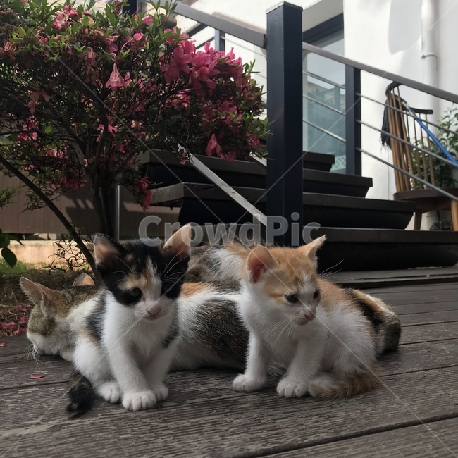 고양이,고양이가족,아기고양이,엄마고양이,길고양이,야생고양이