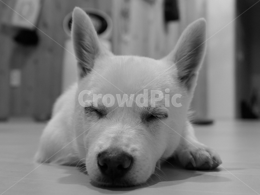 강아지,댕댕이,개,아기강아지,흰강아지,dog,puppy,whitedog,발발이,잡종,믹스견,흑백사진,흑백강아지사진,잠,잠자는강아지,귀여움,cute,lovely,사랑스러움,귀여운강아지,cutedog,사랑스러운강아지,lovelydog,동물,animal,포유류,mammal,개,강아지,dog,doggy