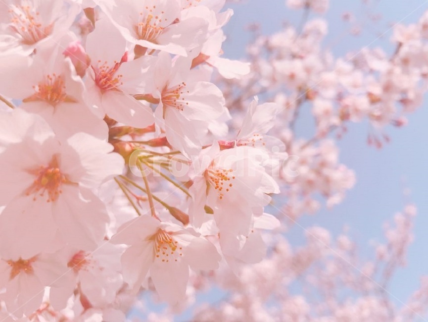 벚꽃,벚나무,봄,봄나무,봄꽃,분홍꽃,분홍나무