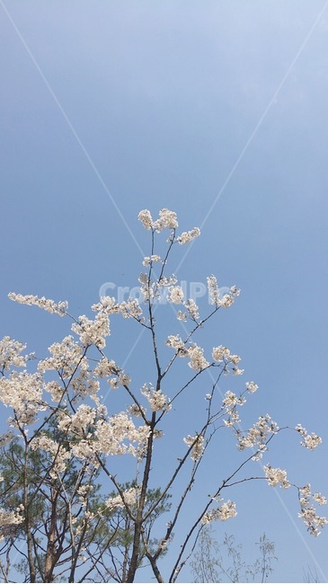 벚꽃,하늘,봄,청량,맑음