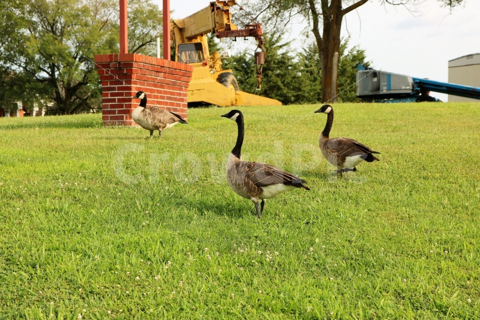 거위,동물,새,공원,자연,조류,잔디,풀,휴식,평화,animal,bird,동물,animal,조류,새,birds