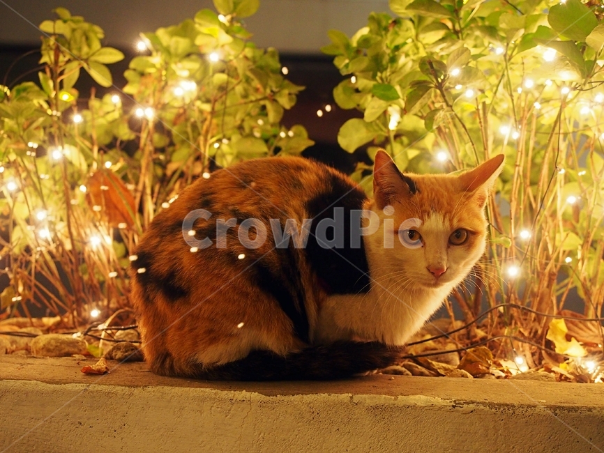 야경,동물,고양이,감성,귀여움,야경,밤,풍경,nightscape,night,landscape,동물,animal,포유류,mammal,고양이,cat,kitten,kitty