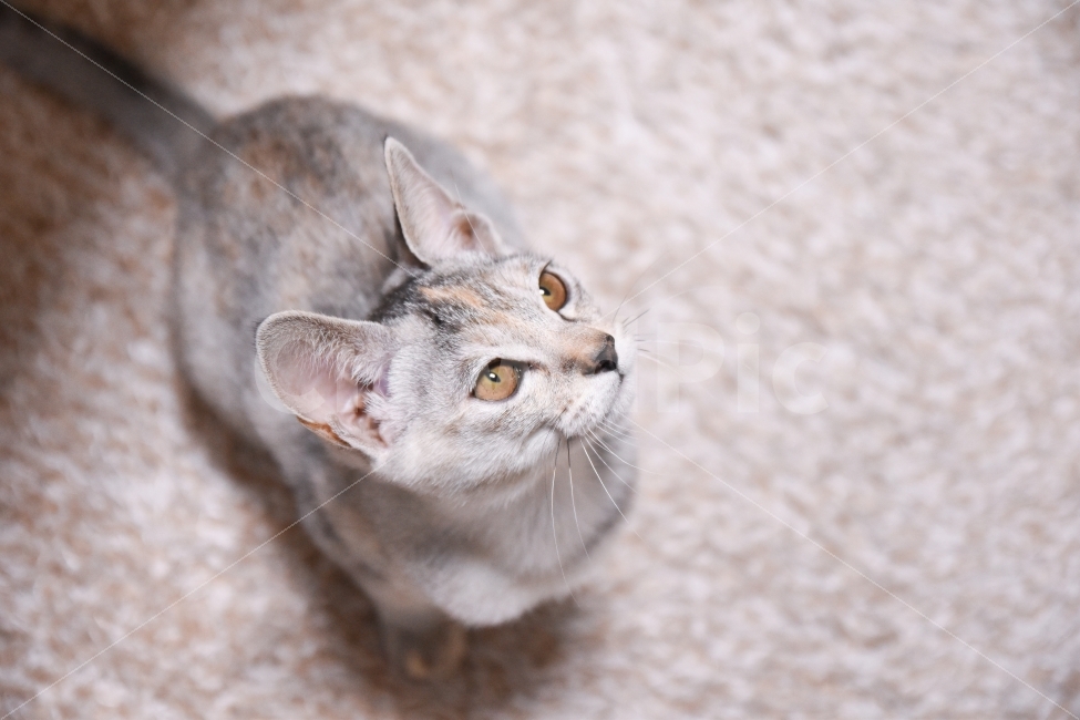 고양이,반려동물,냥이,냥,유기묘,길냥이,애완동물,반려묘,동물,코리아숏헤어,아메리카숏헤어,믹스냥,kitten,새끼,새끼고양이,아깽이,집사,cat,pet,animals,애묘,묘,baby,cute,귀여운,동물,animal,고양이,cat,kitten,kitty,포유류,mammal