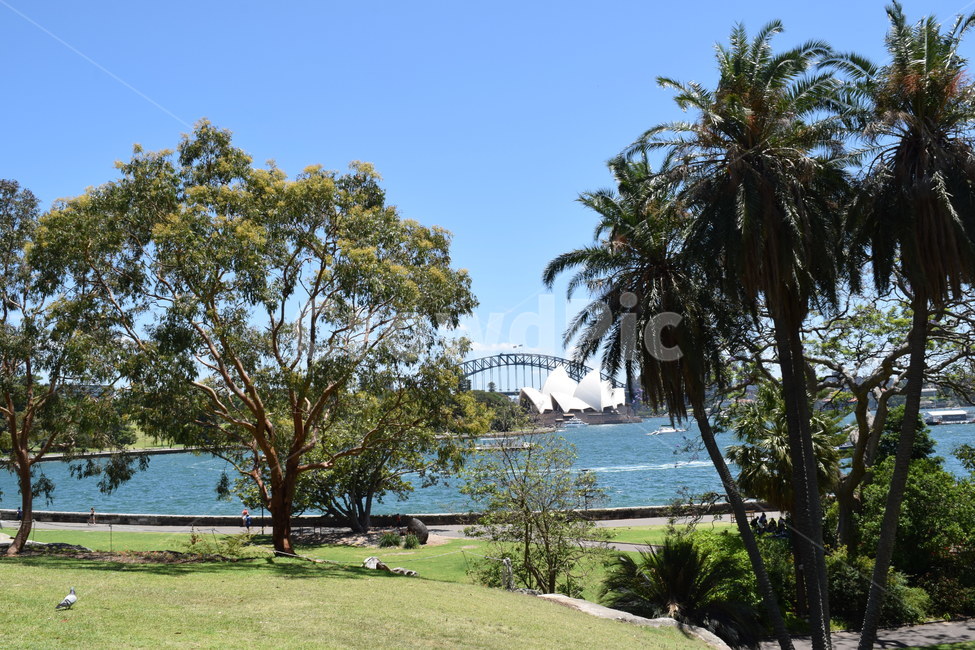 시드니,호주,오페라하우스,야자수,여름,바다,하버브리지,시드니여름,Sydney,OperaAustralia,명소,풍경,자연,풍경,nature,landscape,해외,외국,세계,foreign,oversea,world,세계자연풍경,해외자연풍경,외국자연풍경,world nature landscape,outdoors,옥외