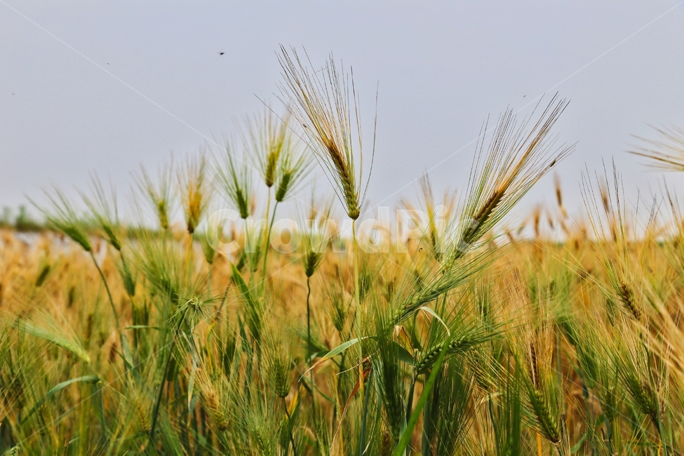 보리,청보리,보리재배,청보리재배,청보리수확,식물,자연,plants,nature