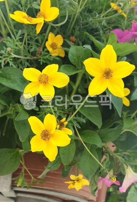 꽃,노랑꽃,노랑꽃화분,길가꽃,길가노랑꽃,길가노란꽃,작은노랑꽃,식물잎,푸른잎,싱그러운,노랑,푸른식물