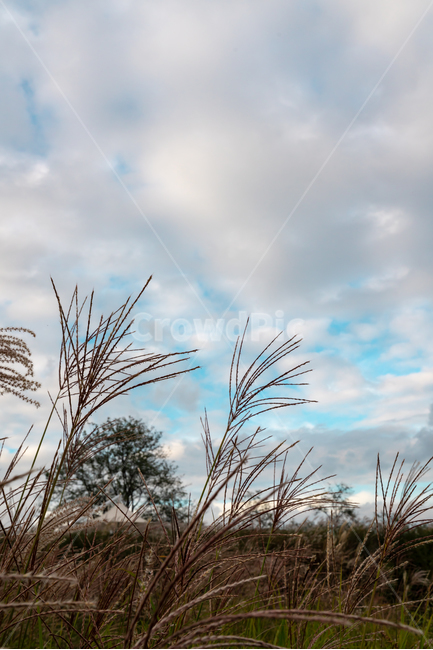 하늘공원,억새,하늘,풍경,공원,구름,배경화면,sky,landscape,blue,cloud,가을,계절,fall,autumn,season,grass,잔디,plant,식물,lawn,reed,갈대
