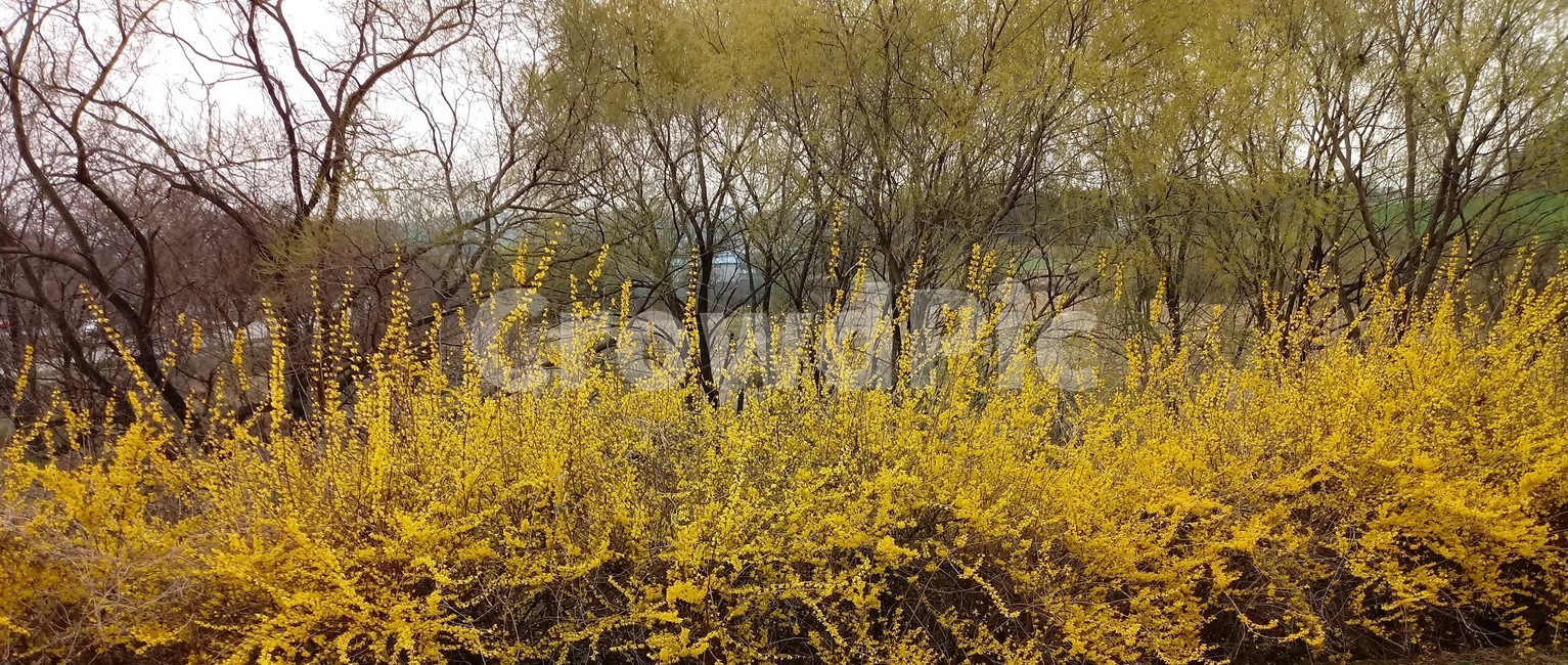 개나리꽃,노란색꽃,연교,koreanforsythia,물푸레나무과,낙엽활엽관목,염료식물,식물,자연,plants,nature,꽃,flower