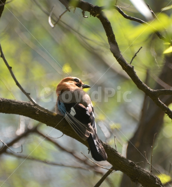 새,숲,느낌,여행,포착,풍경,동물,동물,animal,조류,새,birds