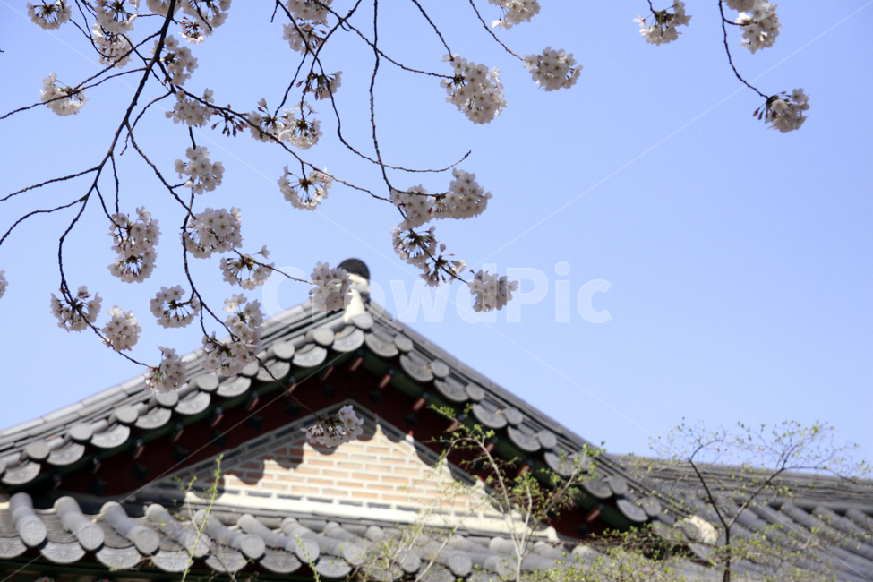 벚꽃,봄,벚나무,벚꽃축제,계절,꽃,개화,만개,spring,season,flower,nature,봄,계절,spring,season,한국전통,한국문화,korean traditional,korean culture,식물,자연,plants,nature,꽃,flower,건축물,건물외관,exterior,building,structure,architecture,construction,plant