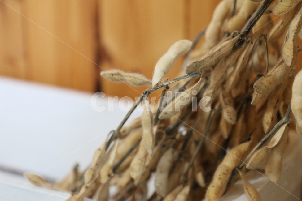 식물,농촌,자연,지방,가을,감성,plant,ruralarea,nature,area,autumn,sensibility,콩,완두콩,말린콩,bean,pea,drylegmes,음식,food,야채,vegetable