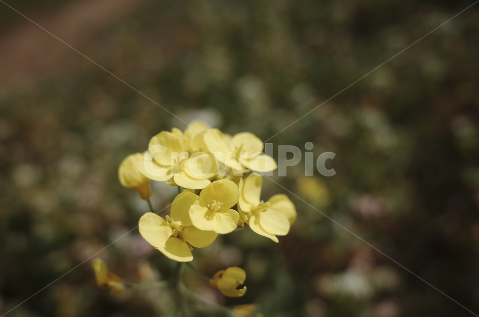 꽃,flower,color,색,들꽃,yellow,plant,식물,노란,노랑,노란꽃,blossom,식물,자연,plants,nature,꽃,flower