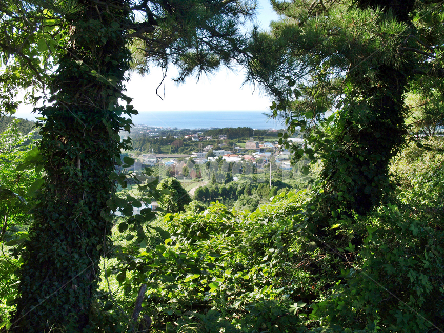 고성숲길,올레16코스,올레,자연,숲,마을,제주,제주도,jeju,jeju island,시골,마을,풍경,landscape,country,rural,town,outdoors,옥외,nature