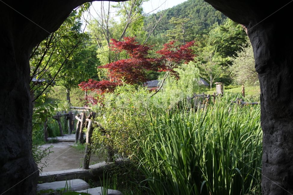 풍경,나무,숲,풀,산