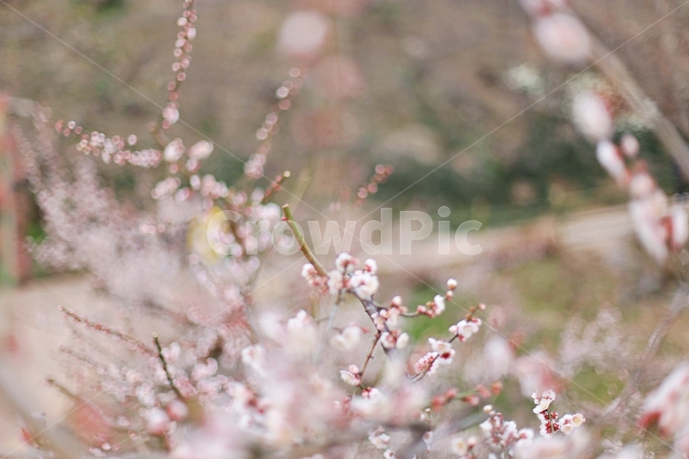 하동,hadong,매화,매화축제,매화꽃,꽃,flower,봄,계절,spring,season,식물,자연,plants,nature,꽃,flower,plant