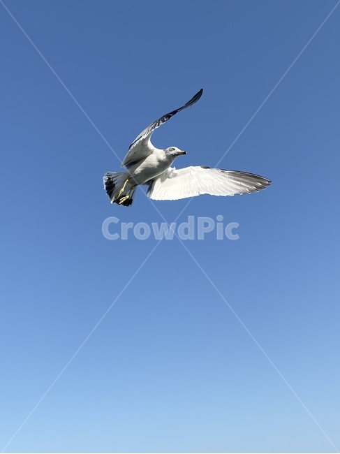 갈매기,하늘,동물,bird,새,flying,animal,동물,animal,조류,새,birds