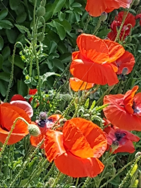 꽃양귀비,빨강,오월,열정,환희,식물,자연,plants,nature,꽃,flower