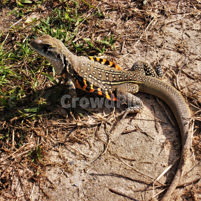 태국,코사무이,이구아나,도마뱀,길도마뱀,파충류,양서류,reptile,amphibian