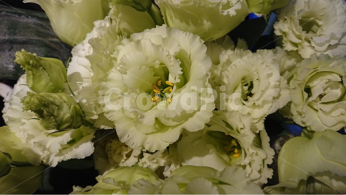 꽃,식물,흰꽃,리시안서스,봄꽃,여름,흰색,white,식물,자연,plants,nature,꽃,flower
