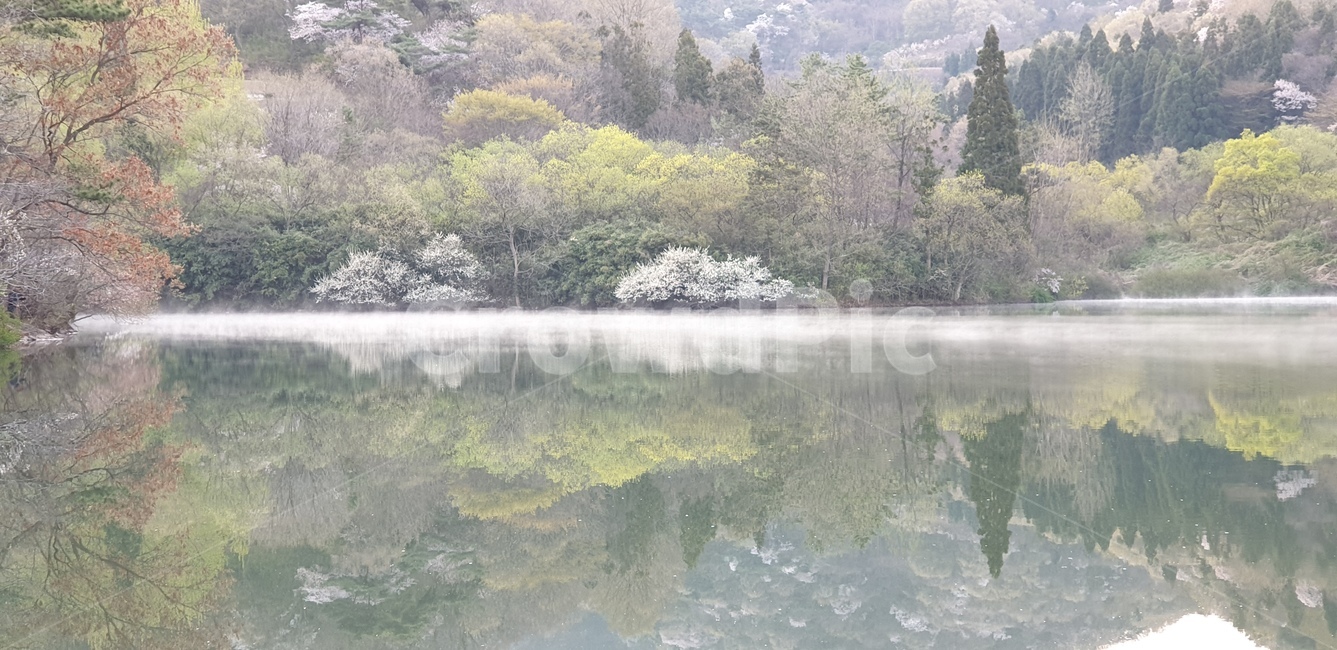 세량지,벗꽃,봄풍경,호수,자연,자연,풍경,nature,landscape,water,물,outdoors,옥외