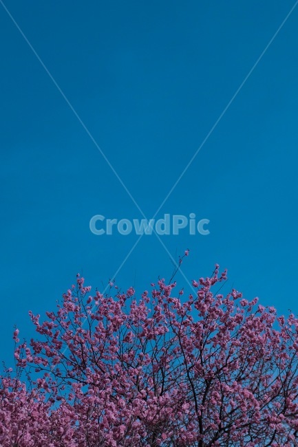 plant,식물,blossom,꽃,flower,매화,홍매화,봄,spring,자연,nature