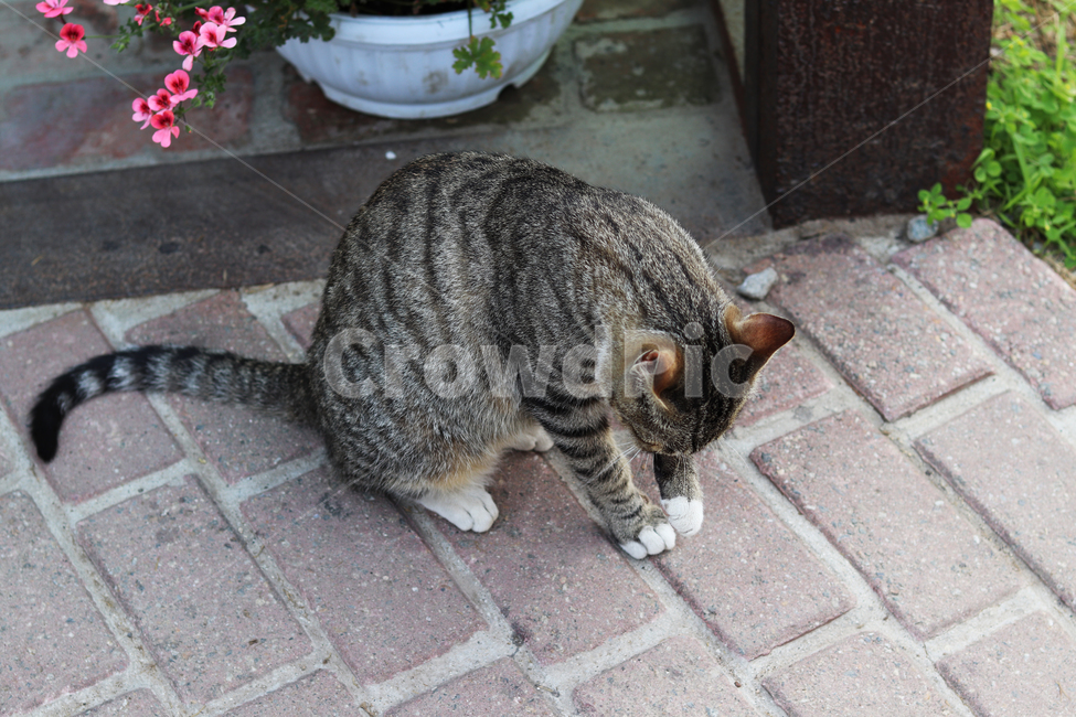 고양이,동물,길냥이,cat,귀여움,반려동물,애완동물,cute