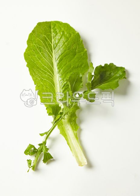 유기농, 쌈, 야채, food, 음식, 사진,이미지,일러스트,캘리그라피 - SWimage작가