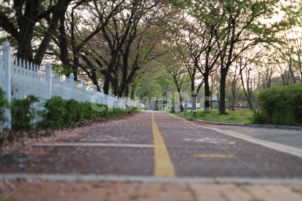 자전거길,평택호,직선도로,자전거도로,평택호관광단지,꽃길,꽃잎도로,라이딩코스,벛꽃