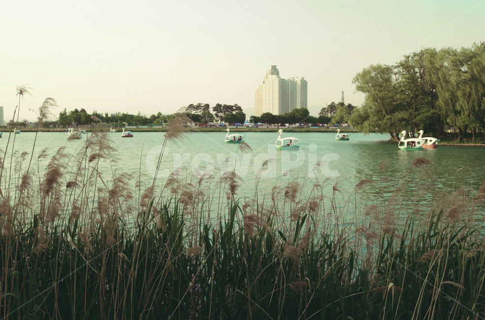 오리배,갈대,호수,공원,가을날,가을호수,갈대밭,감성사진,자연,풍경,nature,landscape,plant,식물,grass,잔디,boat,보트,transportation,교통,vehicle,차량