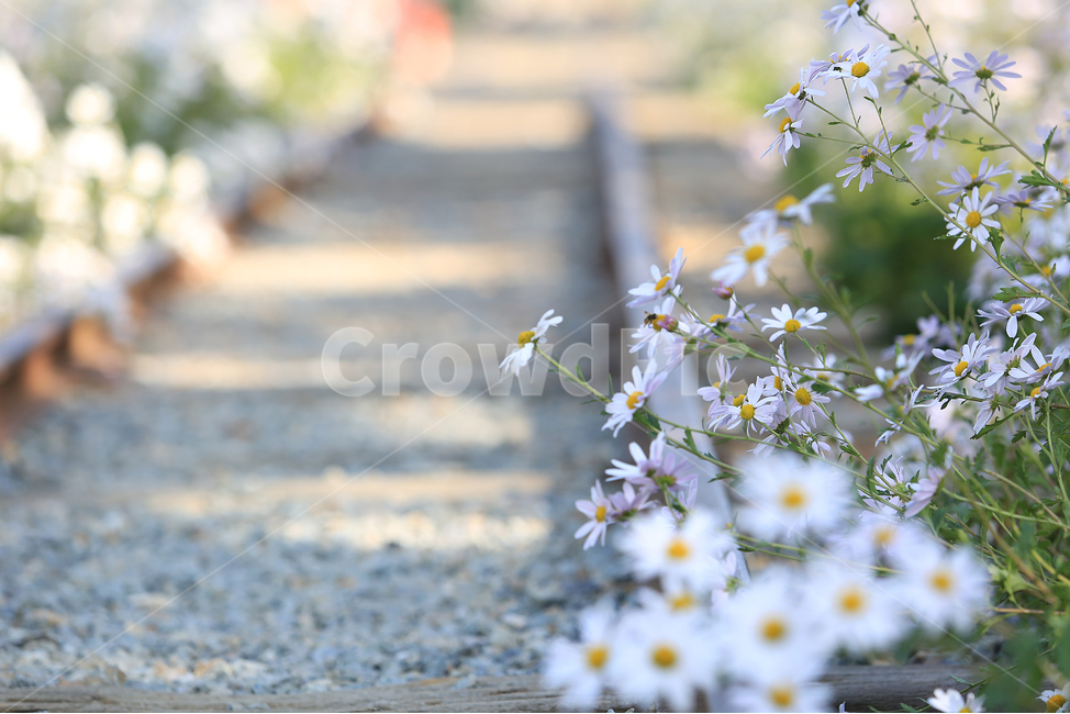 꽃,길,철길,꽃길,flower,road,railroad,기차역,trainstation,구절초,식물,자연,plants,nature,꽃,flower