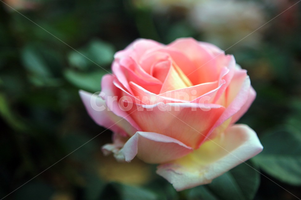 장미,꽃,flower,장미꽃,rose,꽃잎,꽃망울,꽃송이
