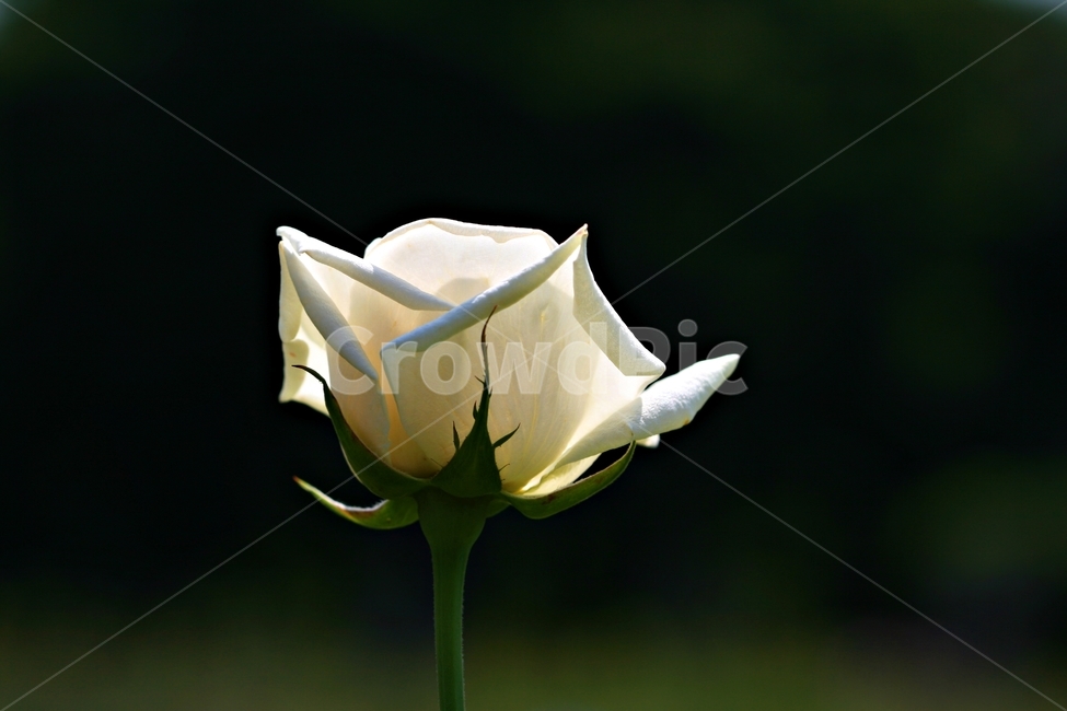 장미,꽃,축제,식물,고백,아름다움,공원,식물,자연,plants,nature,꽃,flower