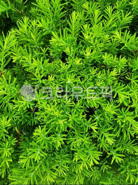 tree,vegetation,coniferous plant,Herb