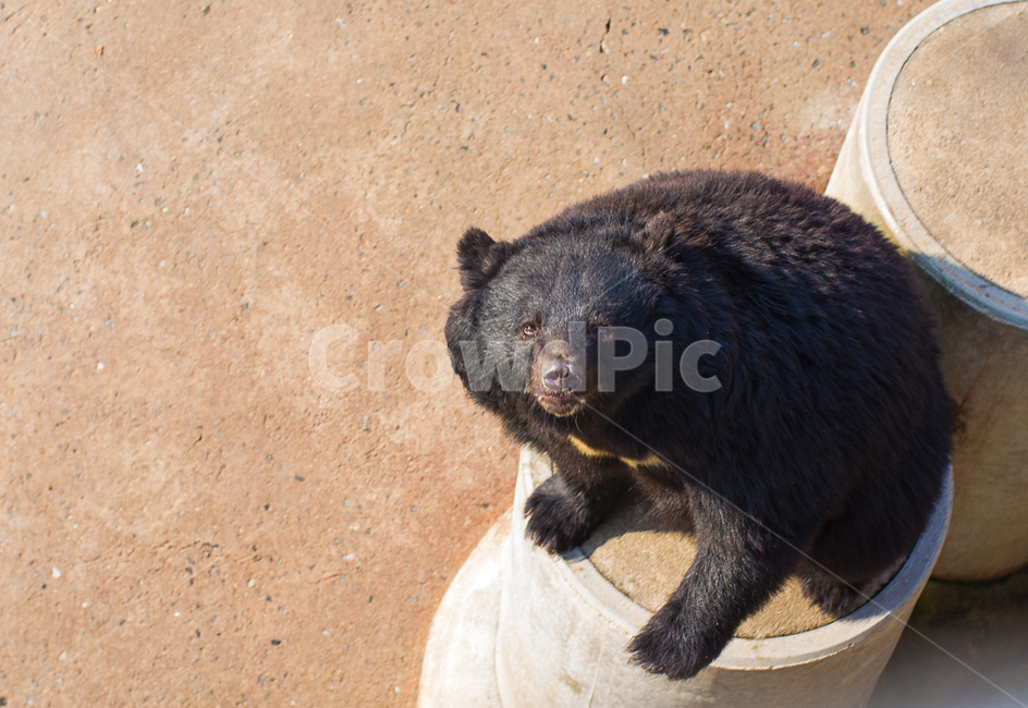 곰,반달곰,bear,동물,자연,동물의세계,동물,animal,포유류,mammal