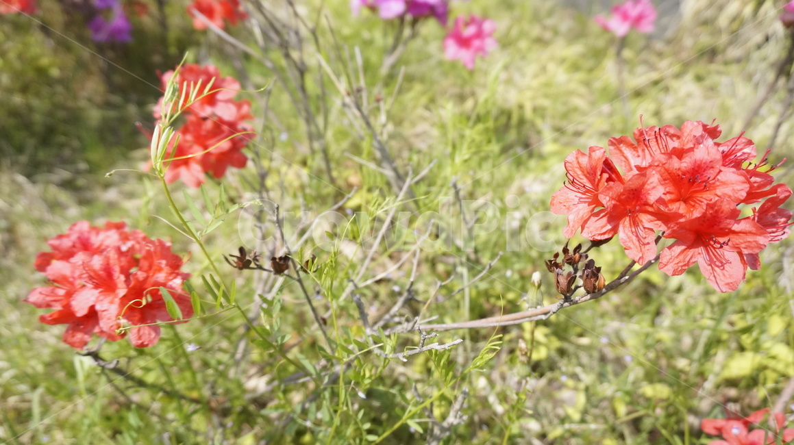 자연,꽃,봄,정원,식물,flower,blossom,plant,식물,자연,plants,nature,꽃,flower