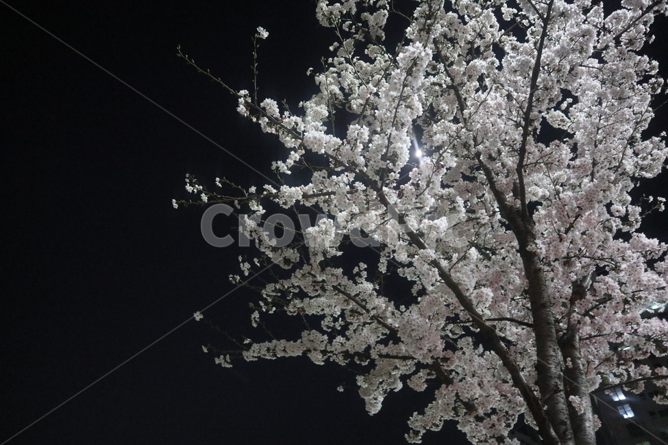 날씨,봄,따뜻함,벚꽃,자연,나무,plant,식물,blossom,flower,꽃,저녁,야경,밤