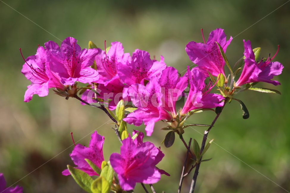 철쭉,철쭉나무,봄,smilerosebay,royalazalea,식물,자연,plants,nature,꽃,flower
