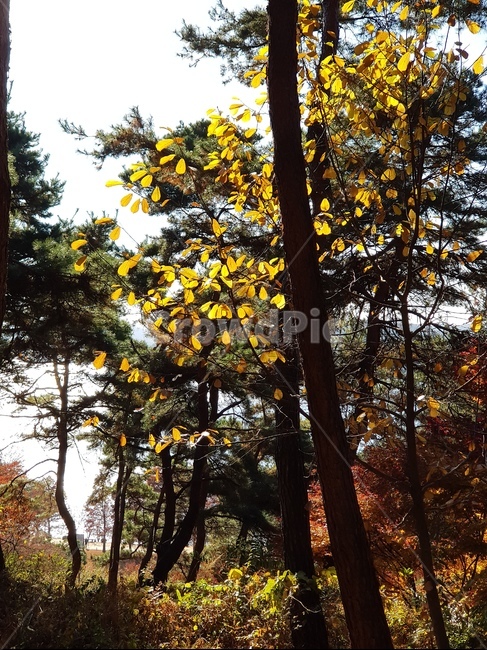 단풍,청남대단풍,단풍나무,가을,단풍잎,대청호단풍,가을단풍,빨간단풍,노란단풍