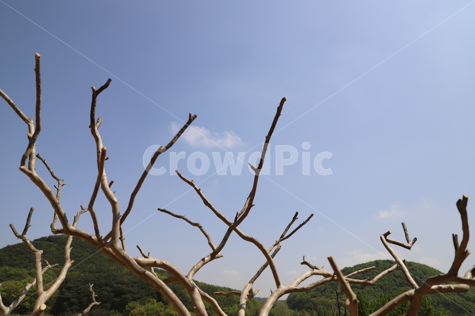 나무,하늘,향나무,뻣다,솟다,구름,tree,nature,mountain,sky,juniper,spring,봄,겨울