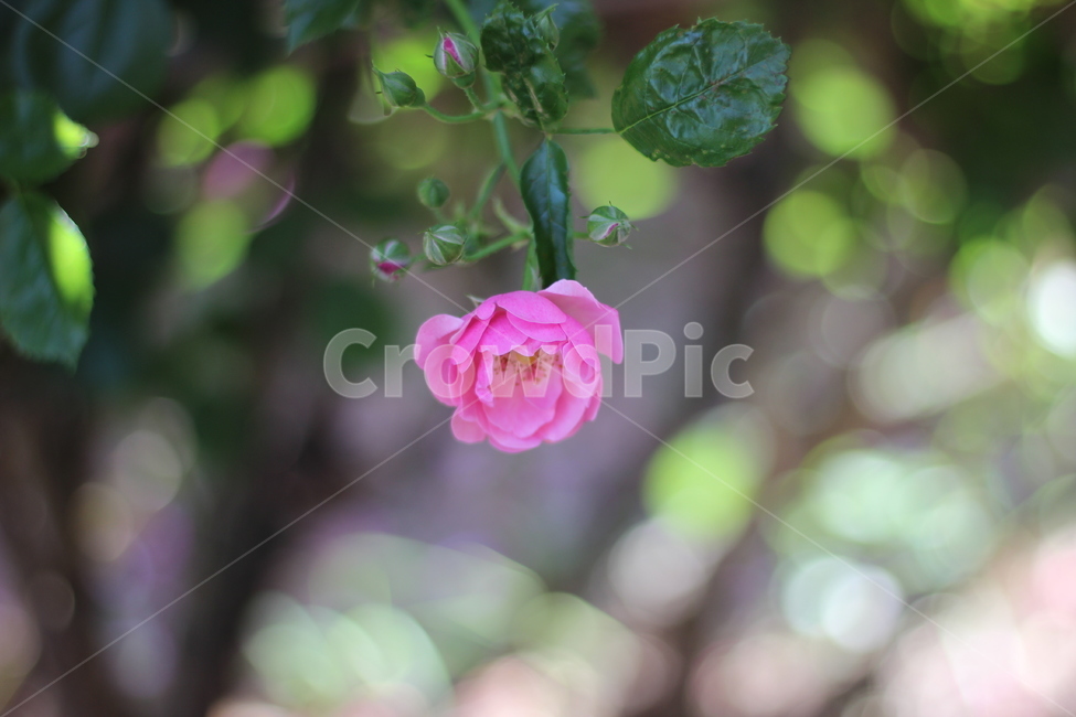 봄,봄꽃,꽃,장미,플라워,분홍,분홍색,spring,flower,rose,pink,pinkcolor,식물,자연,plants,nature,꽃,flower