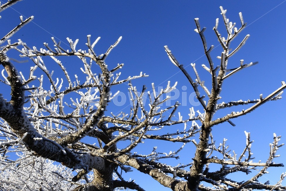 한라산,제주도,산,상고대,눈,눈꽃,겨울,snow,winter,나무,tree,식물,자연,plants,nature,나무,trees,wood