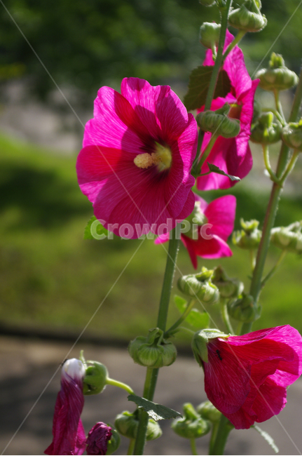 접시꽃,꽃,식물,flower,plant,식물,자연,plants,nature,꽃,flower