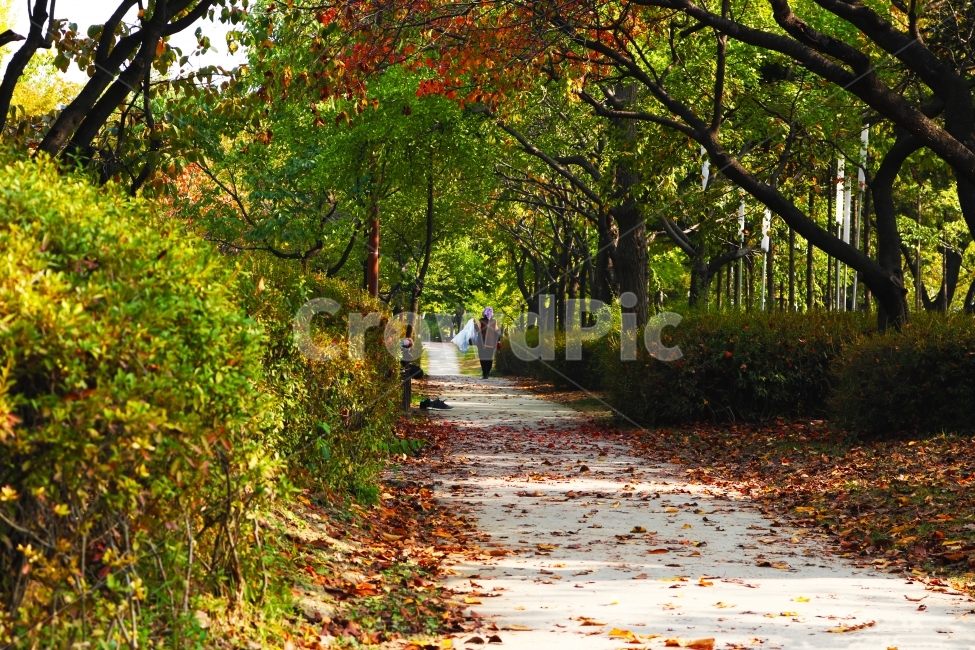 선유도공원,가을,낙엽,초가을,가을감성,가을,계절,fall,autumn,season,자연,풍경,nature,landscape,plant,식물,leaf,잎,path,통로,tree,나무