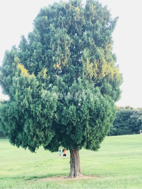 tree,나무,plant,식물,초록,식물,자연,plants,nature,나무,trees,wood