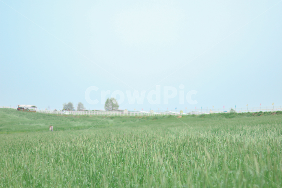 청보리밭,호밀밭,여름,초록초록,안성팜랜드,나무,자연,풍경,nature,landscape,감성,sensible,feeling,outdoors,옥외,field,들,grassland,목초지,plant,식물,grass,잔디