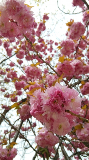 겹벚꽃,벚꽃,봄꽃,핫핑크,분홍꽃,봄,계절,spring,season,식물,자연,plants,nature,꽃,flower,plant,blossom