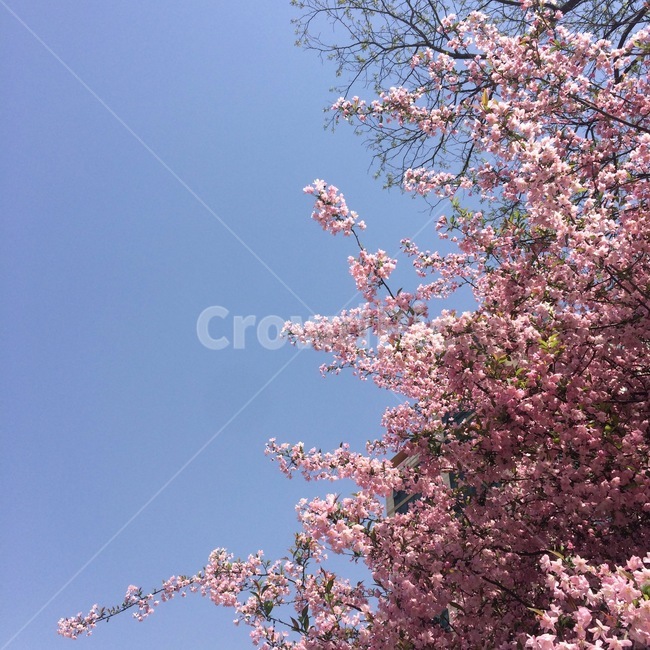 plant,식물,flower,blossom,봄,꽃,자연,벚꽃